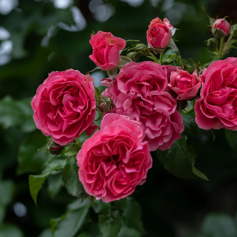 Kletterrose 'Laguna'® Pink