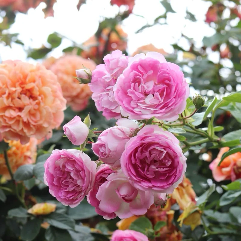 Kletterrose 'Jasmina'® Violett-Rosa