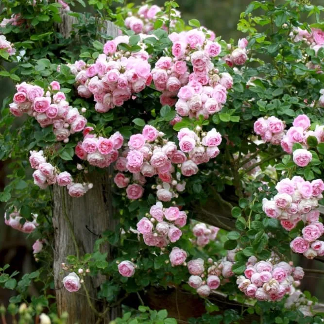 Kletterrose 'Jasmina'® Violett-Rosa