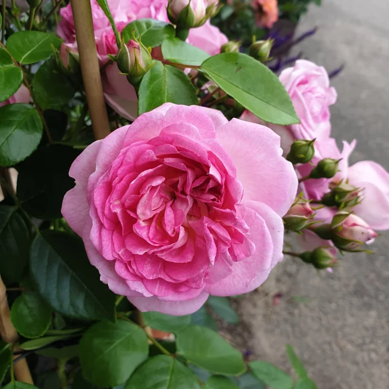 Kletterrose 'Jasmina'® Violett-Rosa