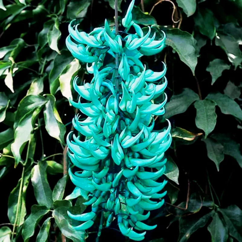 Jade Vine Seeds for Planting (Strongylodon Macrobotrys)