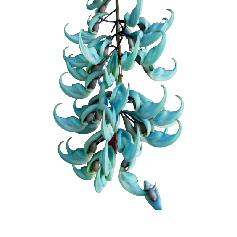 Jade Vine Seeds for Planting (Strongylodon Macrobotrys)