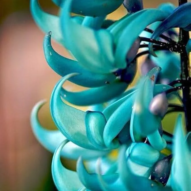 Jade Vine Seeds for Planting (Strongylodon Macrobotrys)