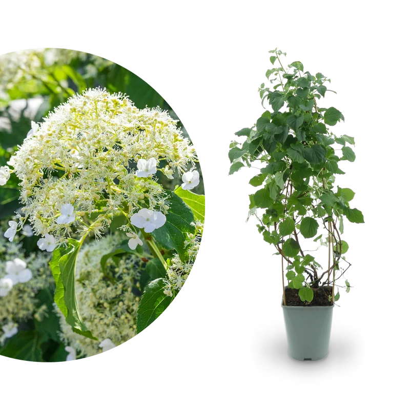 Kletterhortensie Weiß