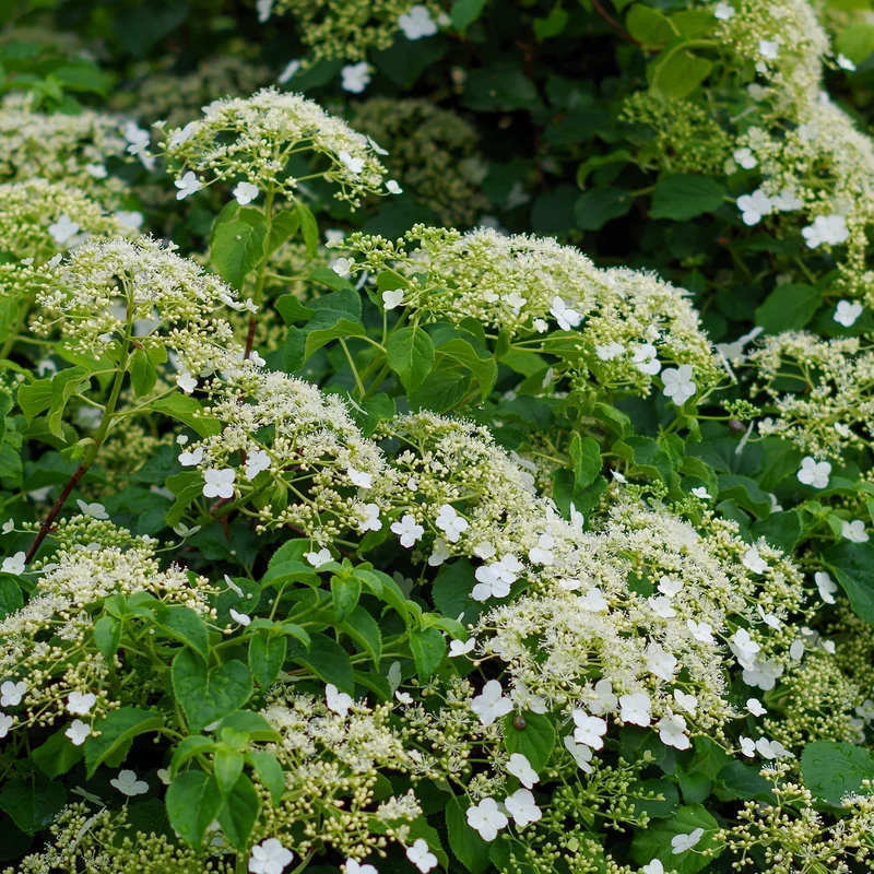 Kletterhortensie Weiß