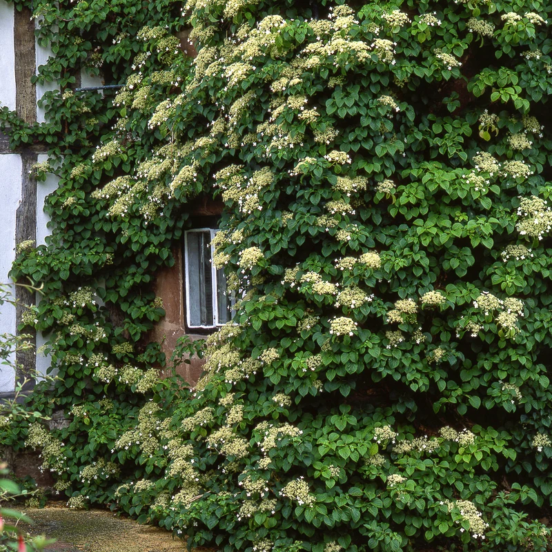 Kletterhortensie Weiß