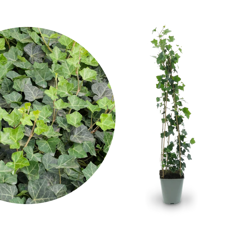 Irischer Efeu