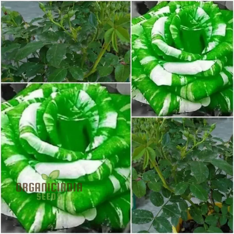 Green and White Flower Seeds for Planting - Gardening Mix (100 pcs)