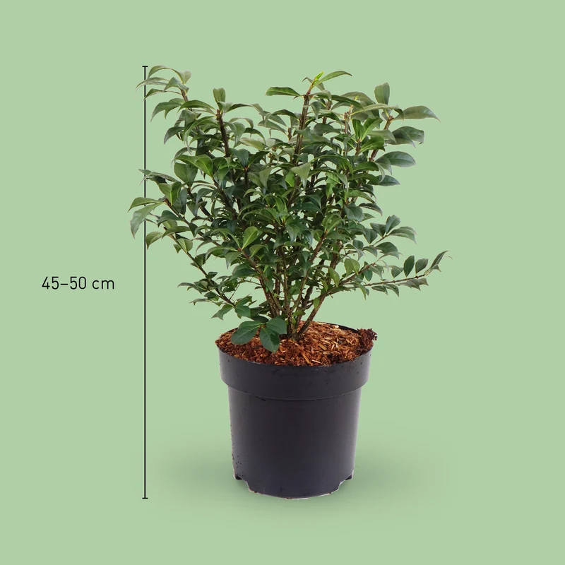 Korkflügelstrauch 'Compactus'