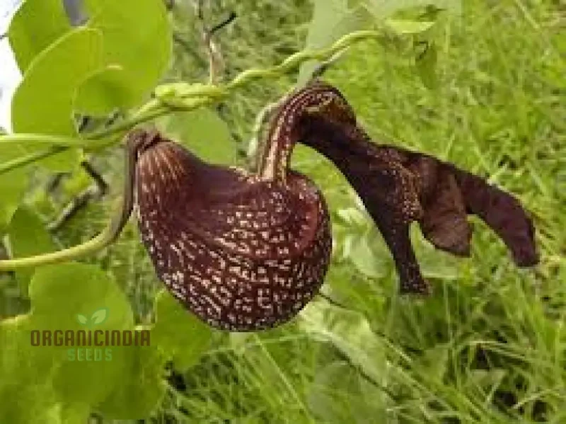 Aristolochia galeata Nova Odessa Flower Seeds for Planting