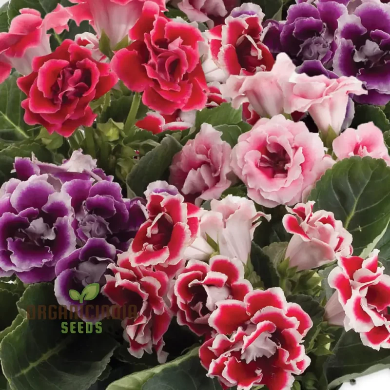 Gloxinia Seeds (Gloxinia Flower Seeds) - Splendid Indoor Blooming Plant