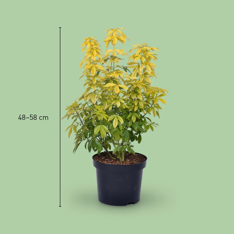 Orangenblume 'Sundance' Weiß