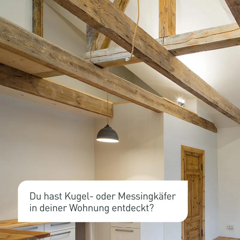 Lagererzwespen gegen Kugelkäfer & Messingkäfer
