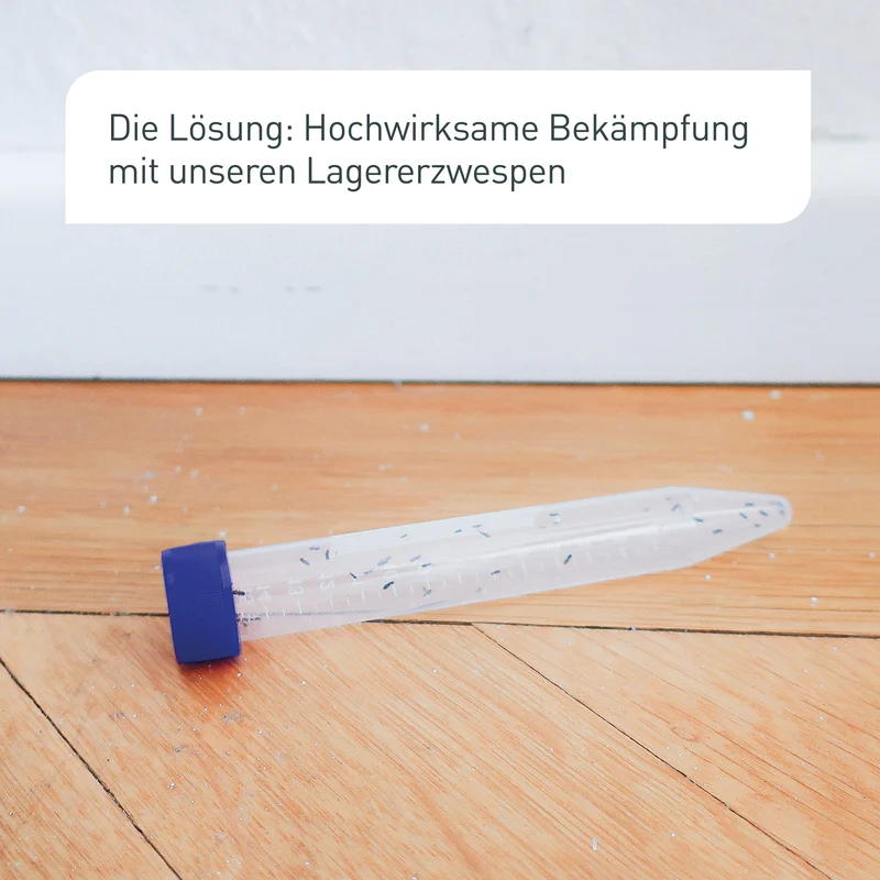 Lagererzwespen gegen Kugelkäfer & Messingkäfer