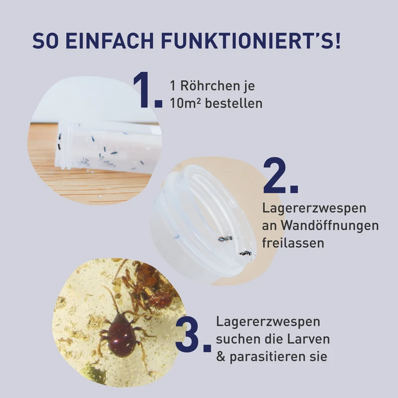 Lagererzwespen gegen Kugelkäfer & Messingkäfer