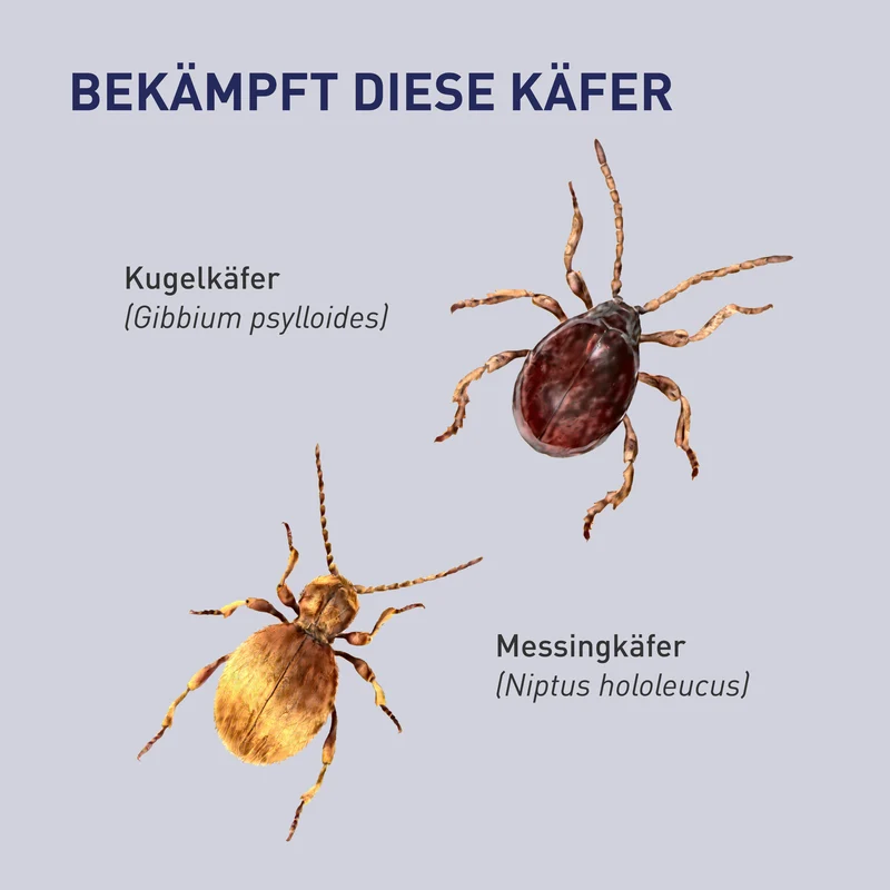 Lagererzwespen gegen Kugelkäfer & Messingkäfer