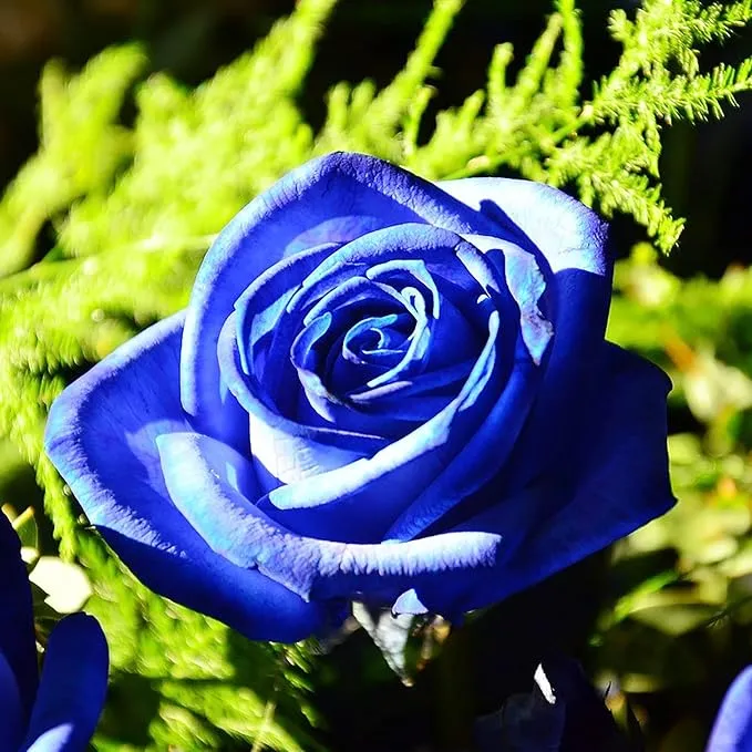 Blue Climbing Rose Seeds – Fragrant, Butterfly & Bee Attracting, Ideal for Cut Flowers, Showy on Trellises, Pergolas, Fences, Wall-Side Outdoor – 5Pcs Flower Seeds