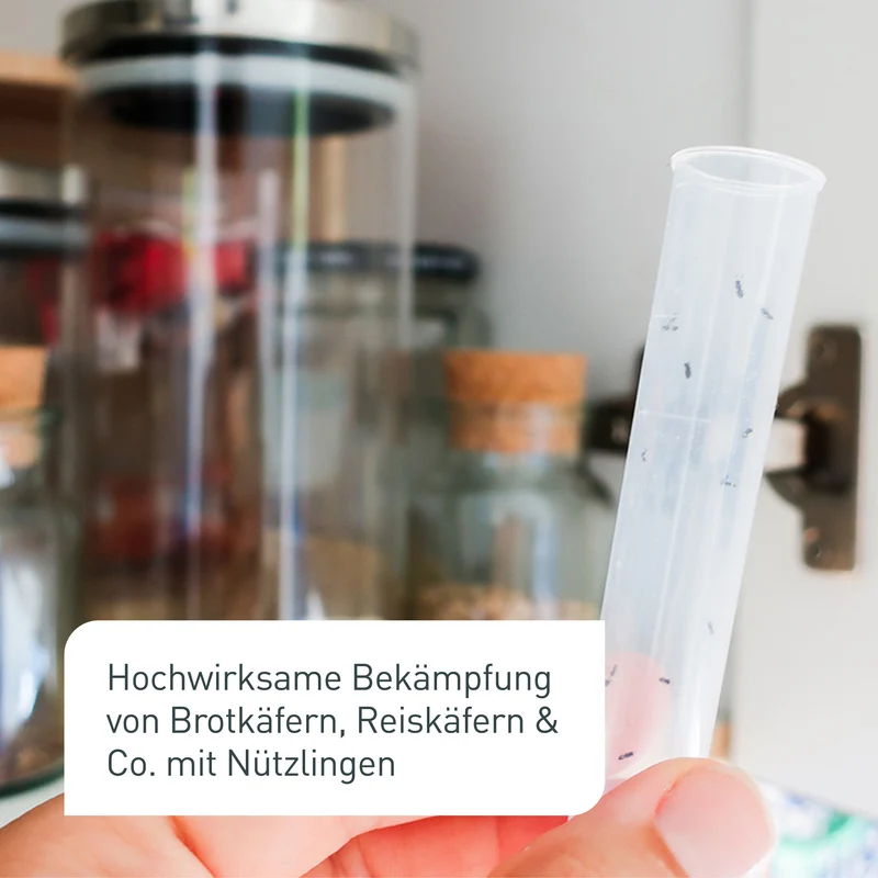 Lagererzwespen gegen Brotkäfer, Reiskäfer & Co.