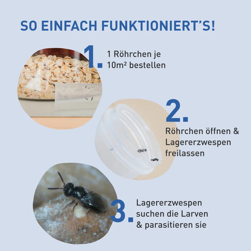 Lagererzwespen gegen Brotkäfer, Reiskäfer & Co.