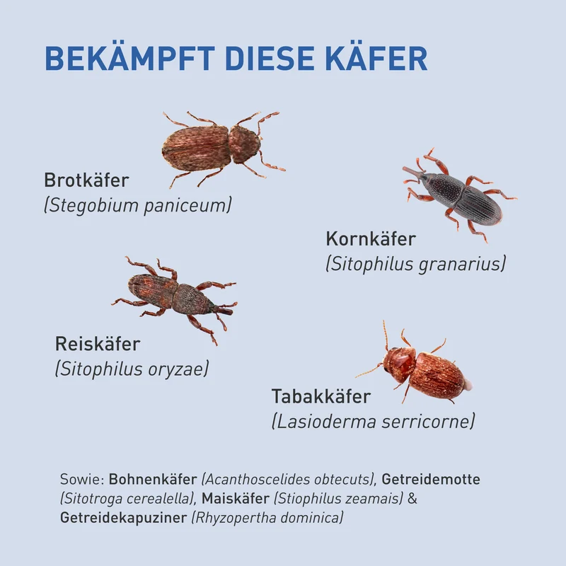 Lagererzwespen gegen Brotkäfer, Reiskäfer & Co.