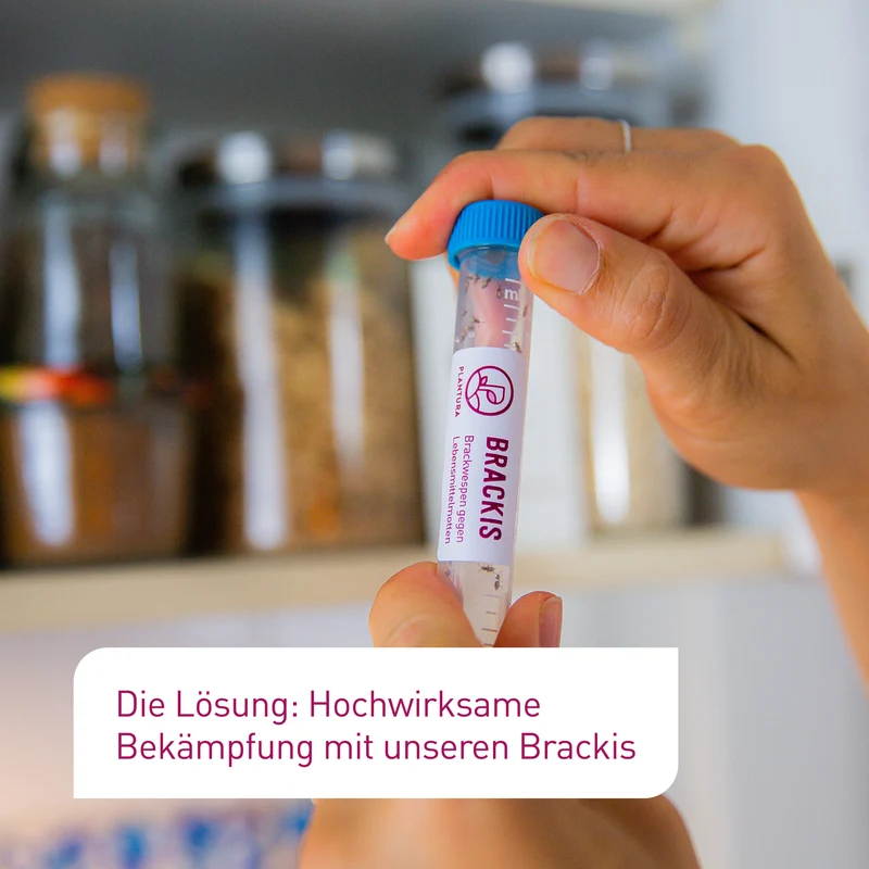 Brackis - Brackwespen gegen Lebensmittelmotten 40 Stück