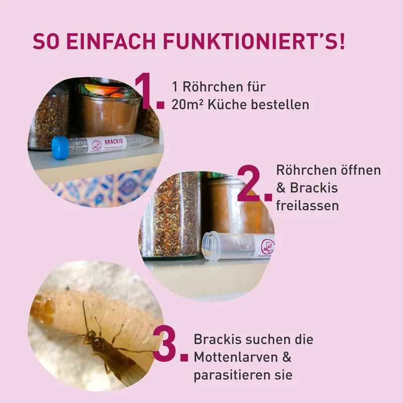 Brackis - Brackwespen gegen Lebensmittelmotten 40 Stück