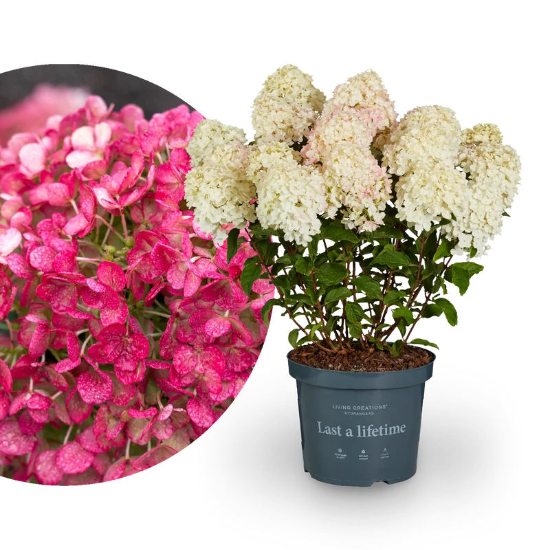 Rispenhortensie Living Creations® 'Living Little Rosy'®