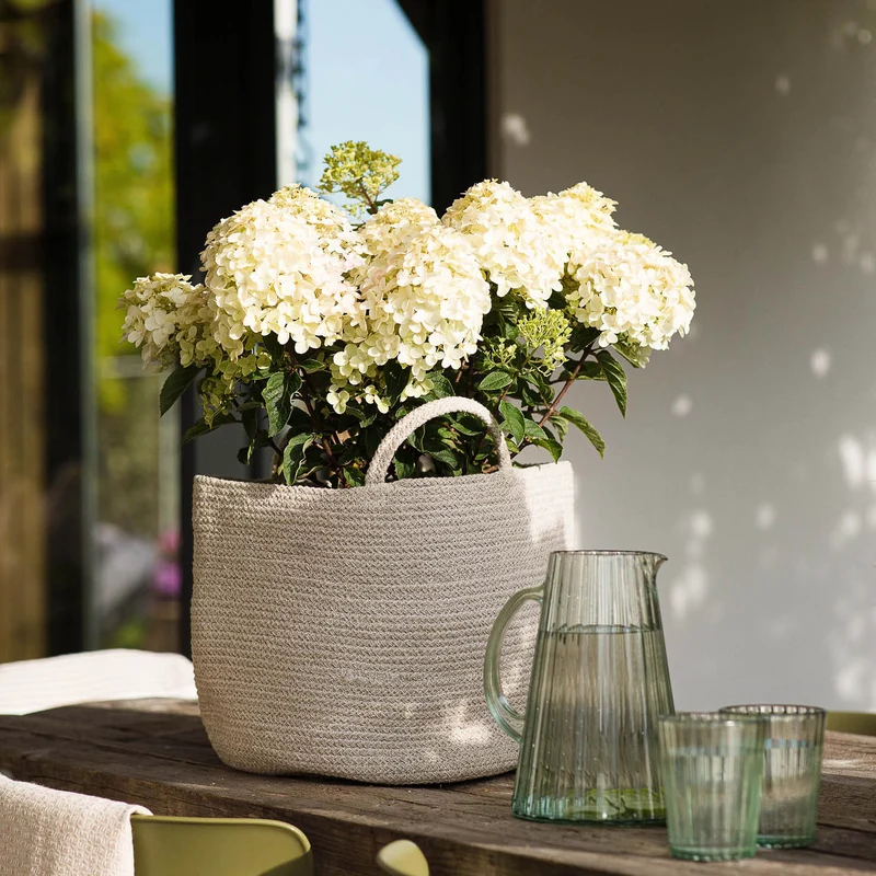 Rispenhortensie Living Creations® 'Living Little Rosy'®