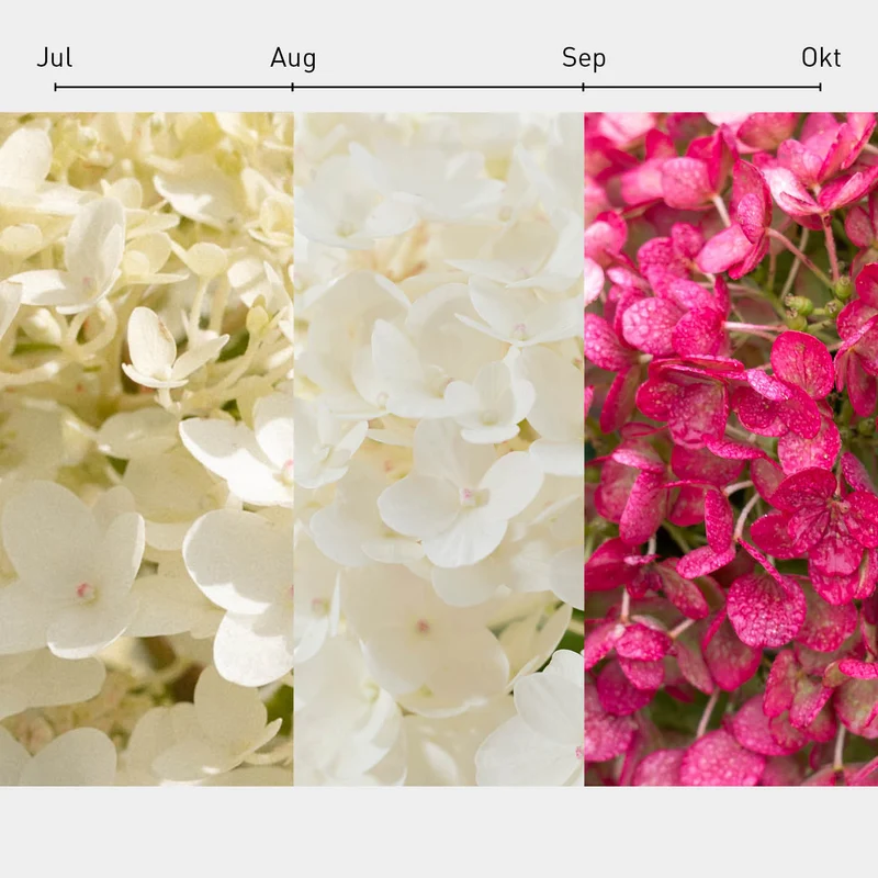 Rispenhortensie Living Creations® 'Living Little Rosy'®