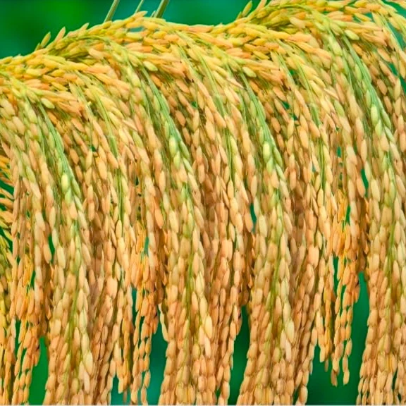 Brown Jasmine Rice Seeds,Vegetable Seeds for Planting