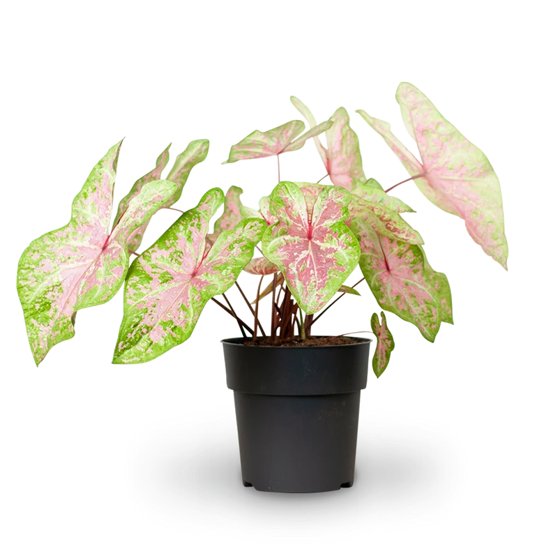 Caladium 'Seafoam Pink'