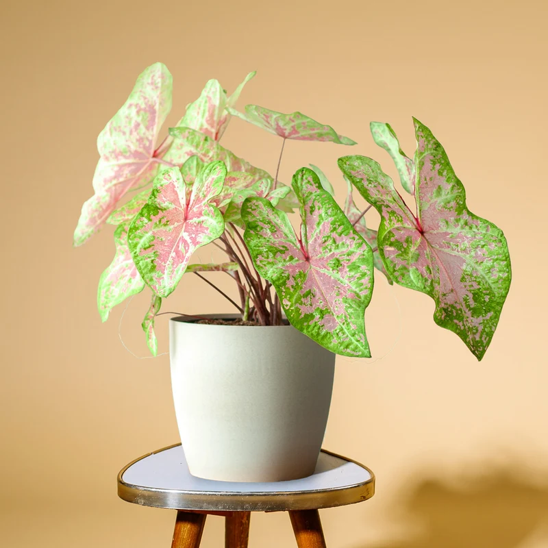 Caladium 'Seafoam Pink'