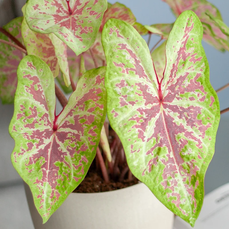 Caladium 'Seafoam Pink'
