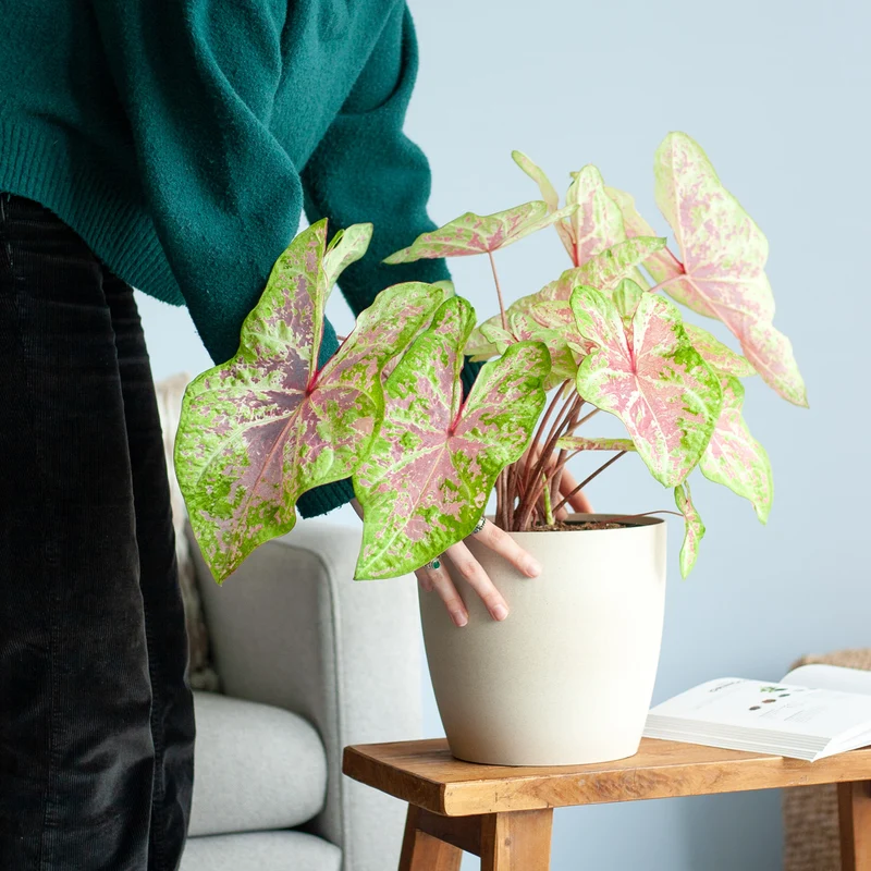 Caladium 'Seafoam Pink'