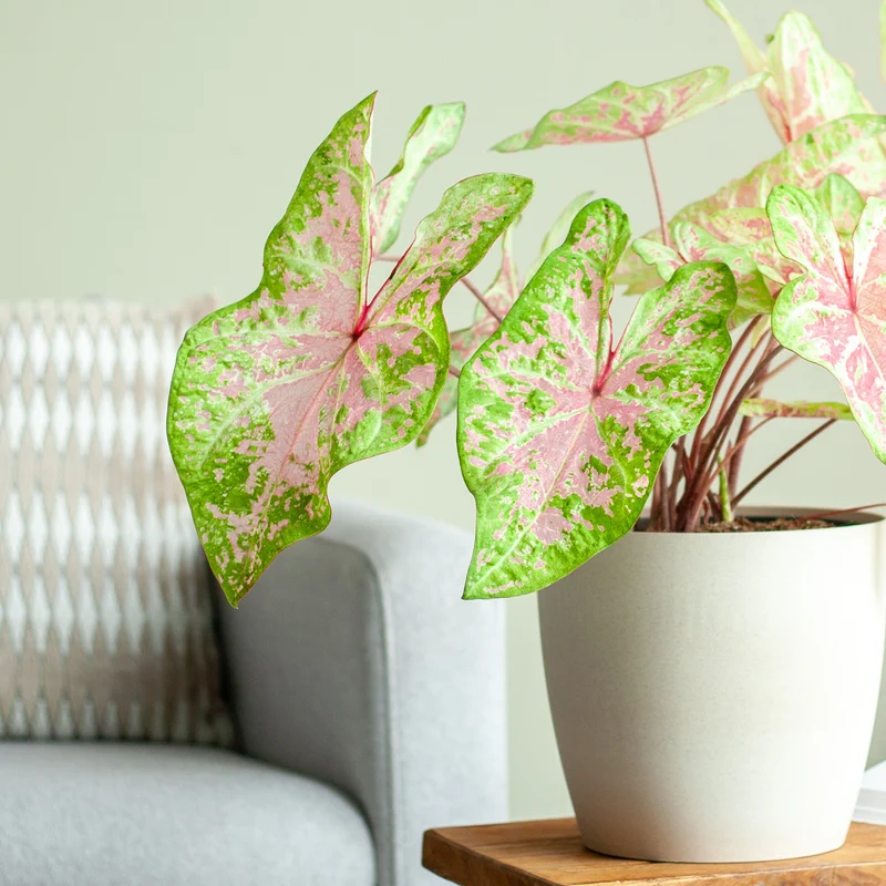 Caladium 'Seafoam Pink'