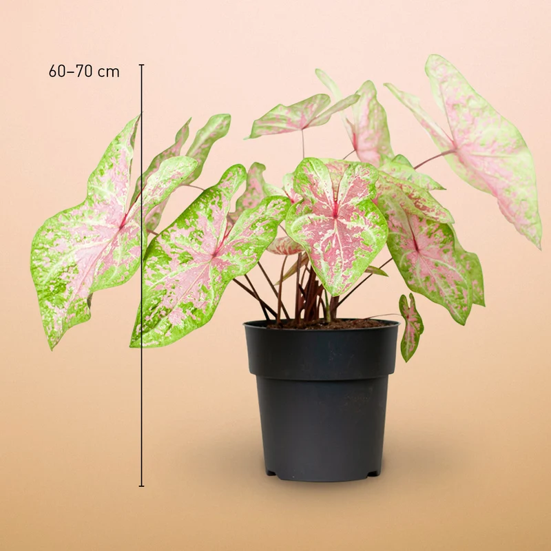 Caladium 'Seafoam Pink'