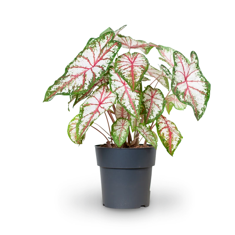 Caladium 'Tapestry'