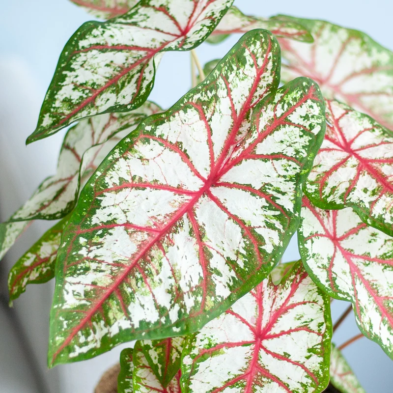 Caladium 'Tapestry'