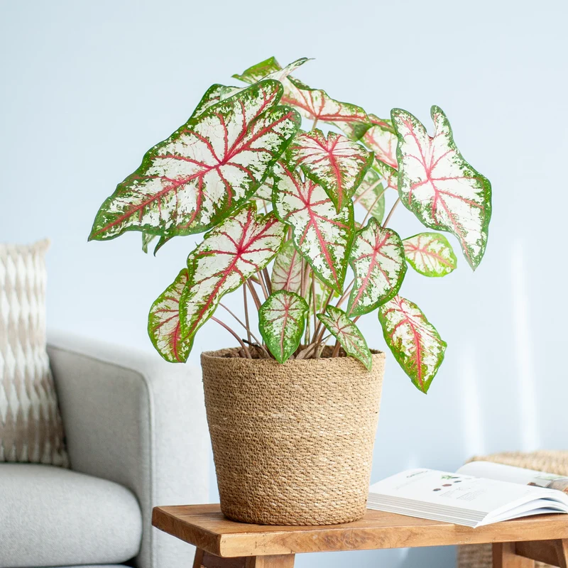 Caladium 'Tapestry'