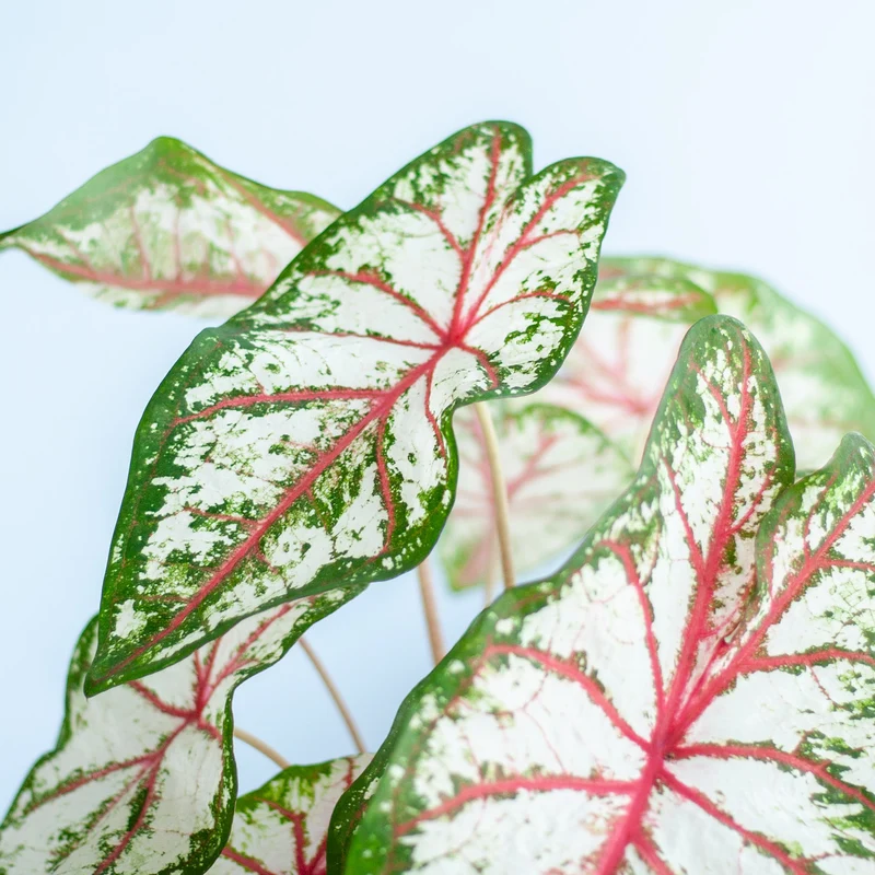 Caladium 'Tapestry'
