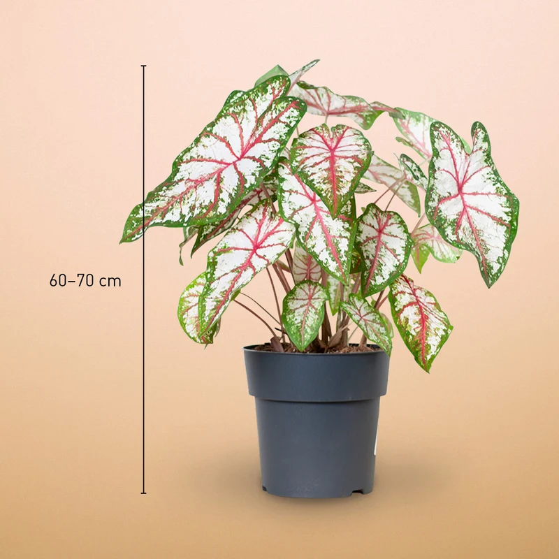 Caladium 'Tapestry'