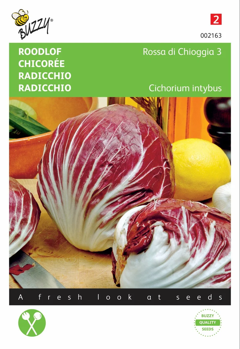 Roter Chicorée Rossa di Chioggia 3