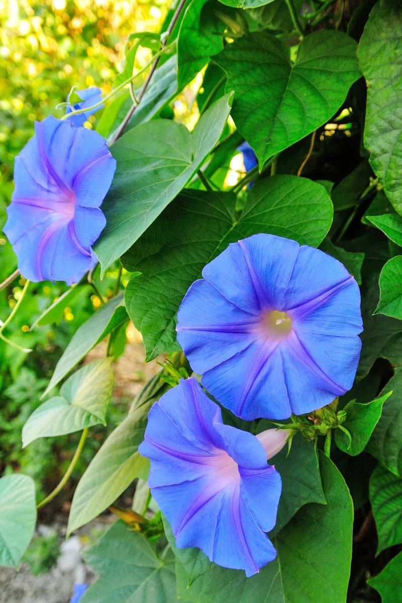 Giant Moonflower Blue Flower Seeds for Planting