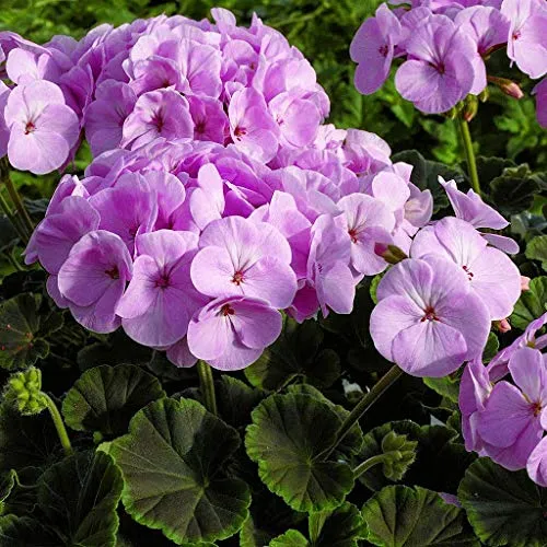 Geranium Seeds – Vibrant Blooming Variety for Garden Planting