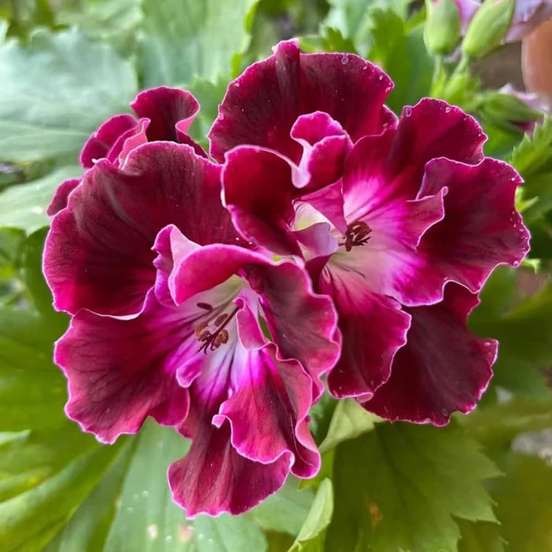 Geranium Seeds – Vibrant Blooming Variety for Garden Planting