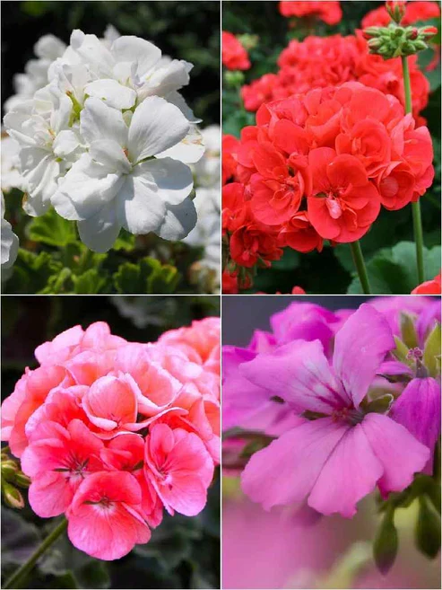 Geranium Seeds – Vibrant Blooming Variety for Garden Planting