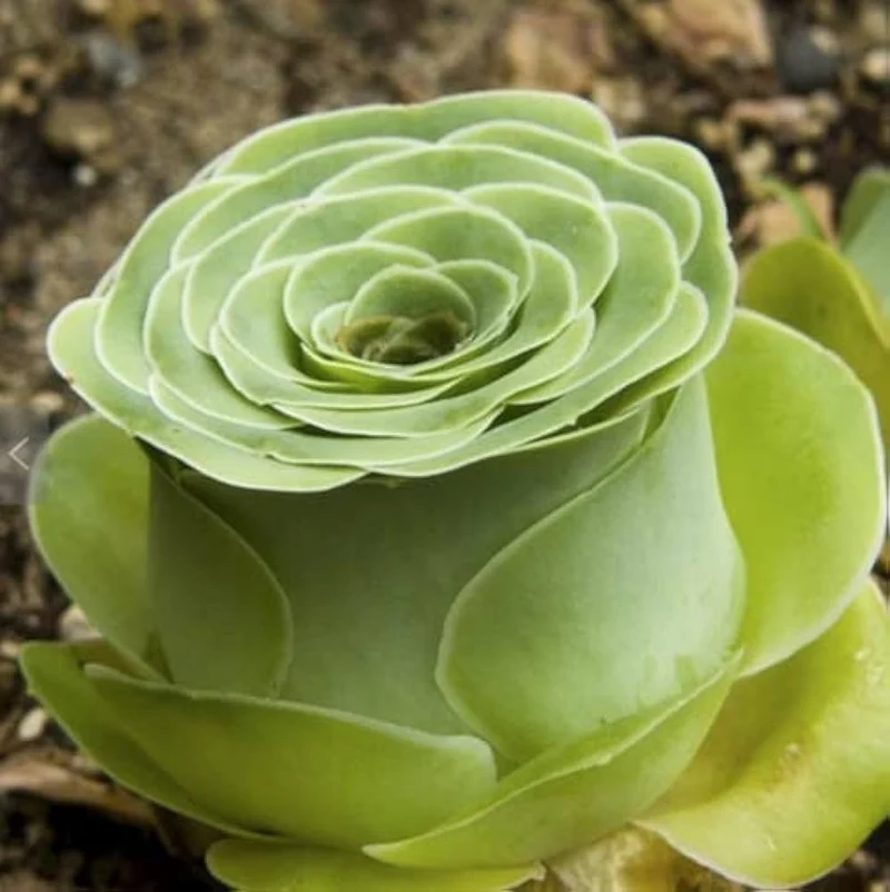 Greenovia Mountain Rose Seeds – Rare Succulent for Garden & Container Planting