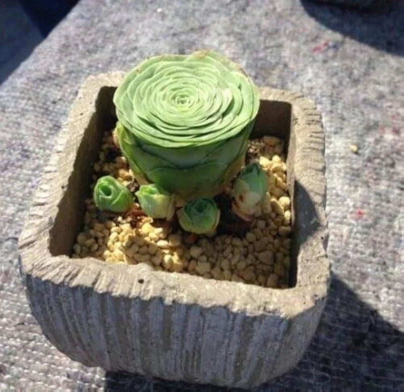 Greenovia Mountain Rose Seeds – Rare Succulent for Garden & Container Planting