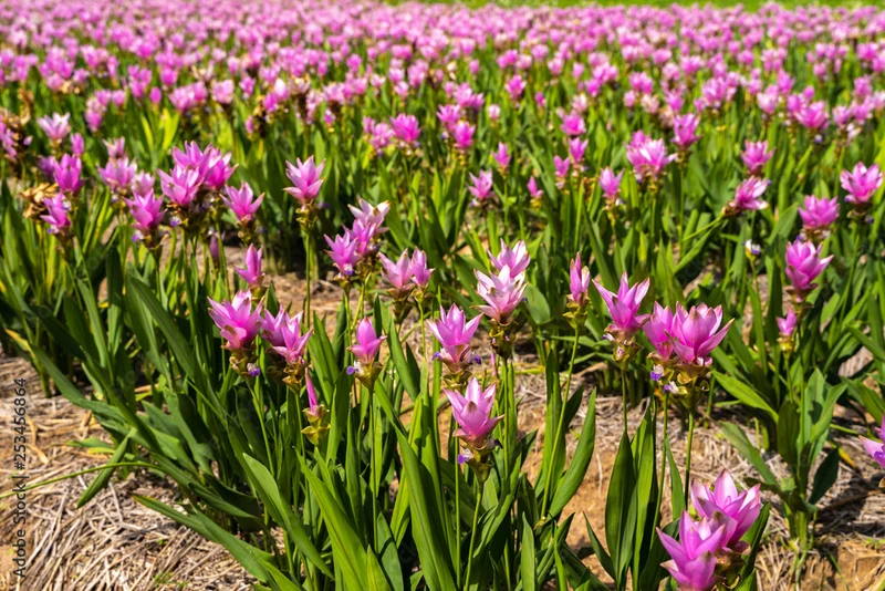 Curcuma Seeds (Thailand Pink Curcuma Seeds) - Exotic Soft Pink Tropical Blooms