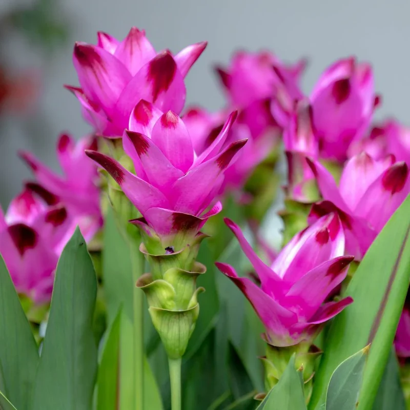Curcuma Seeds (Thailand Pink Curcuma Seeds) - Exotic Soft Pink Tropical Blooms